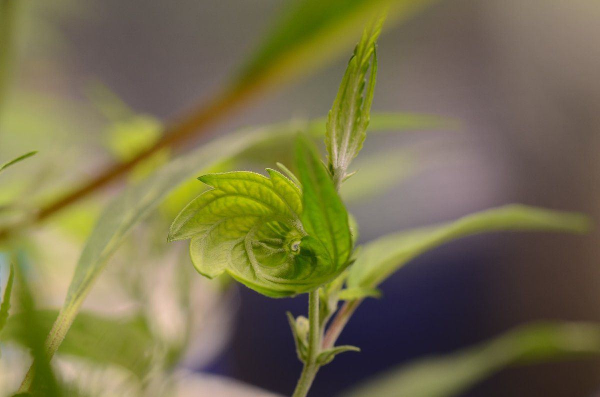 Circleflower3