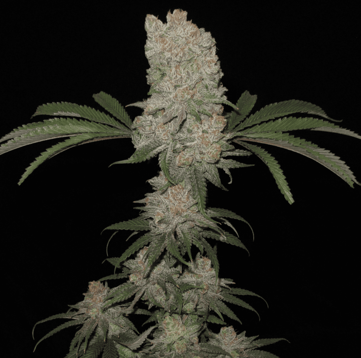 CitradelicSunset bud2 1250   Copy