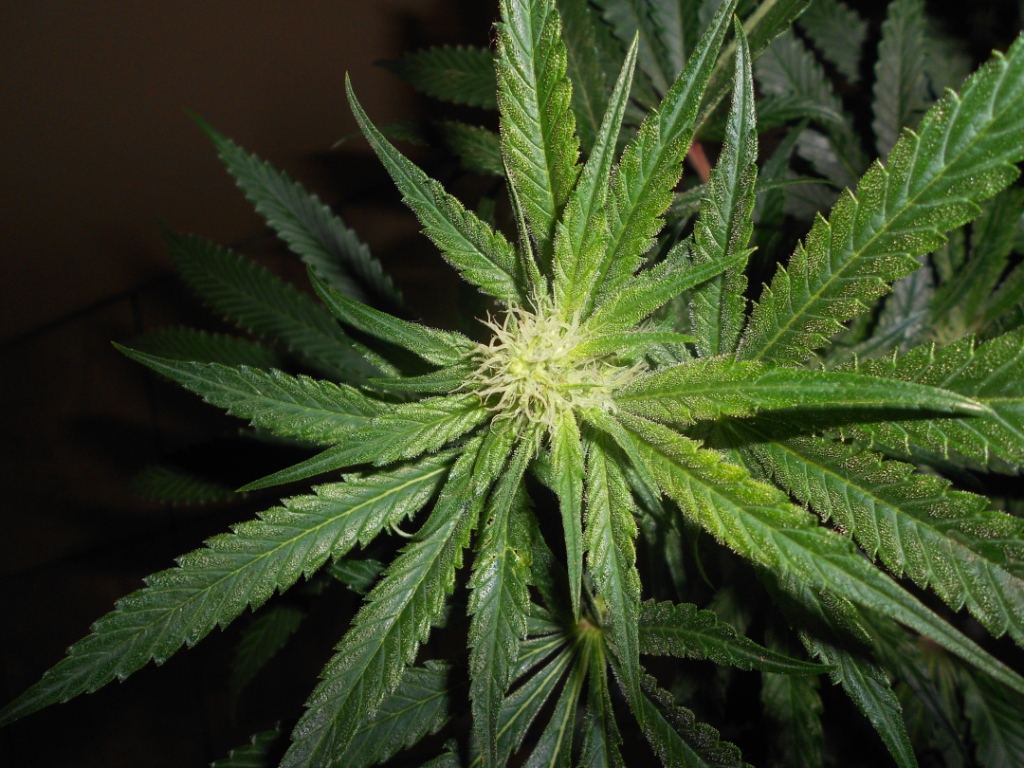Citrus G2   31 days Close
