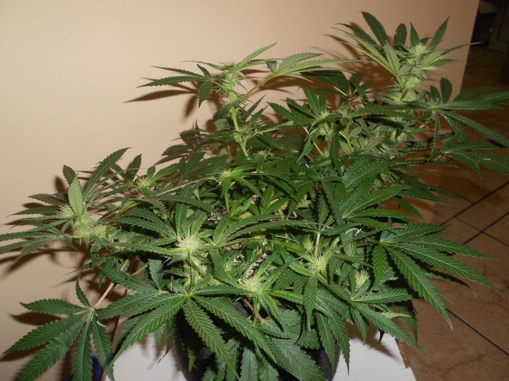 Citrus G2   31 days Full