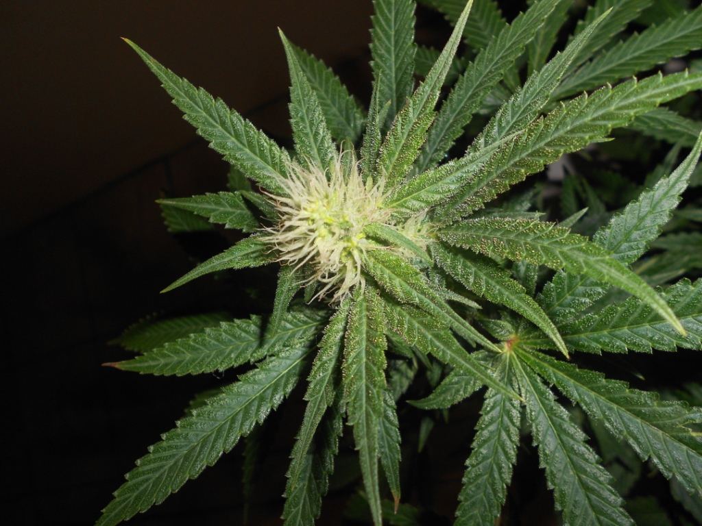 Citrus G8   31 days Close
