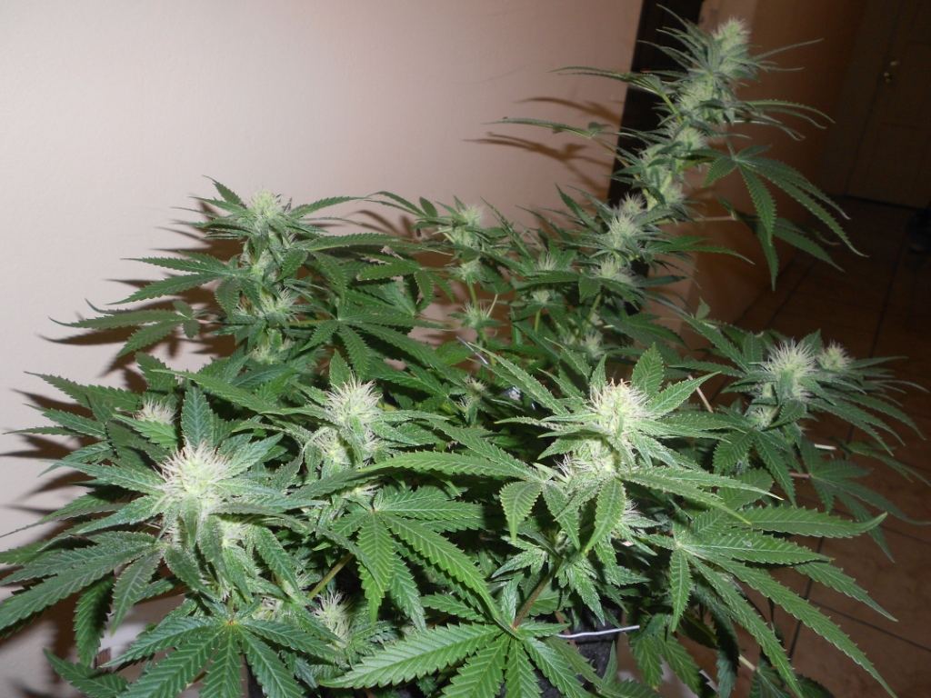 Citrus G8   31 Days Full