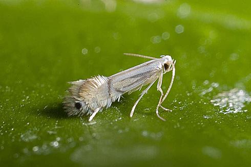 Citrus leaf miner
