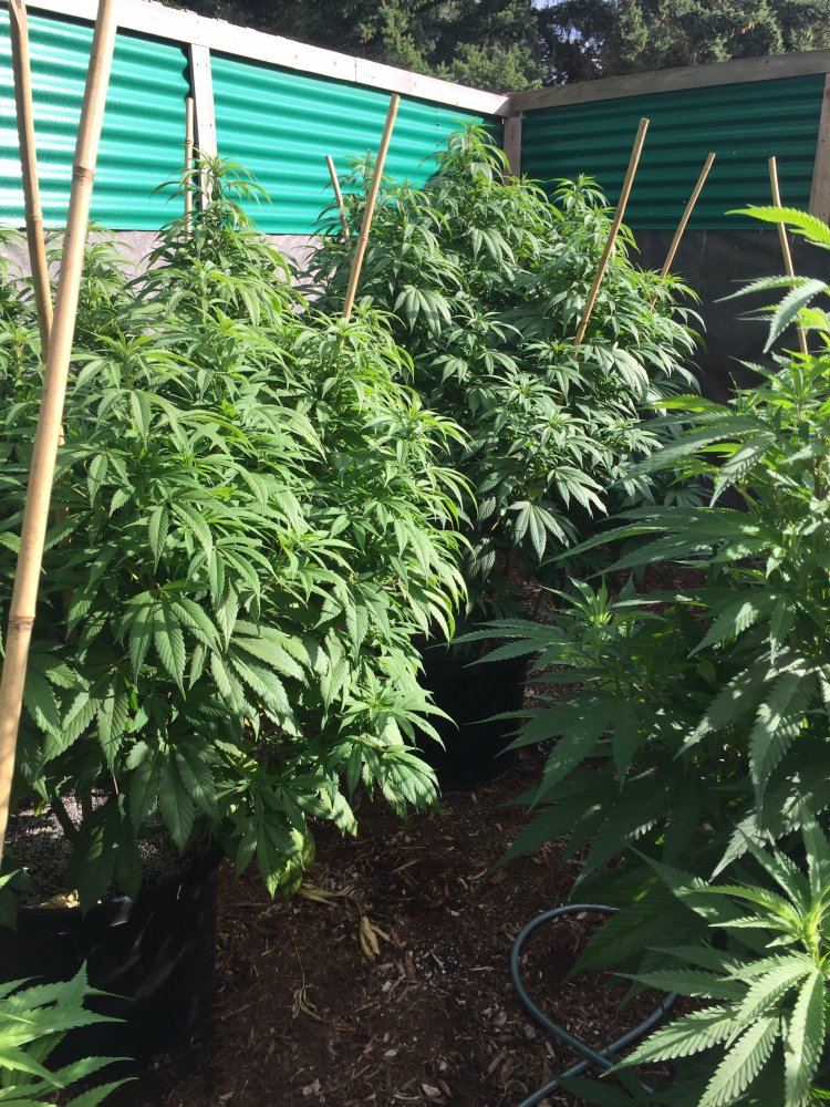 City folk outdoor grows 3