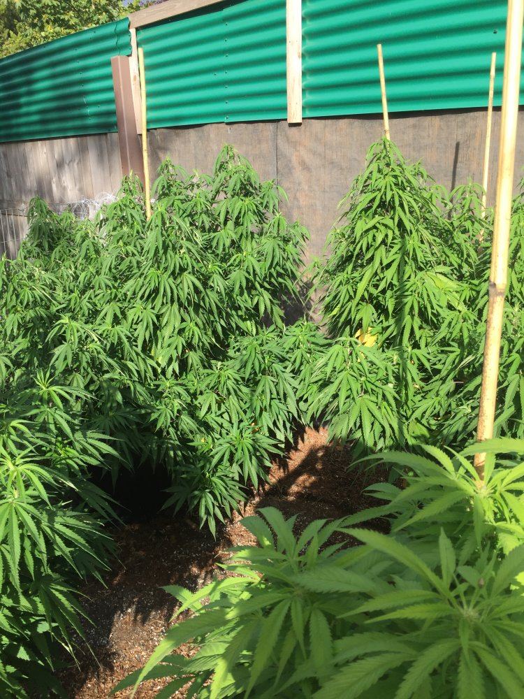 City folk outdoor grows 4