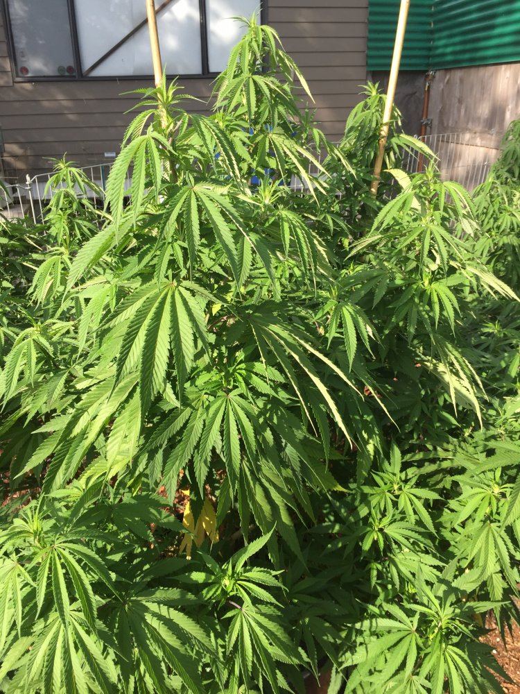 City folk outdoor grows 5