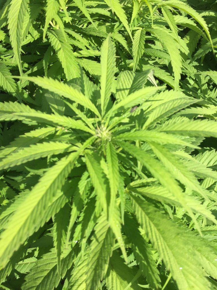 City folk outdoor grows 6