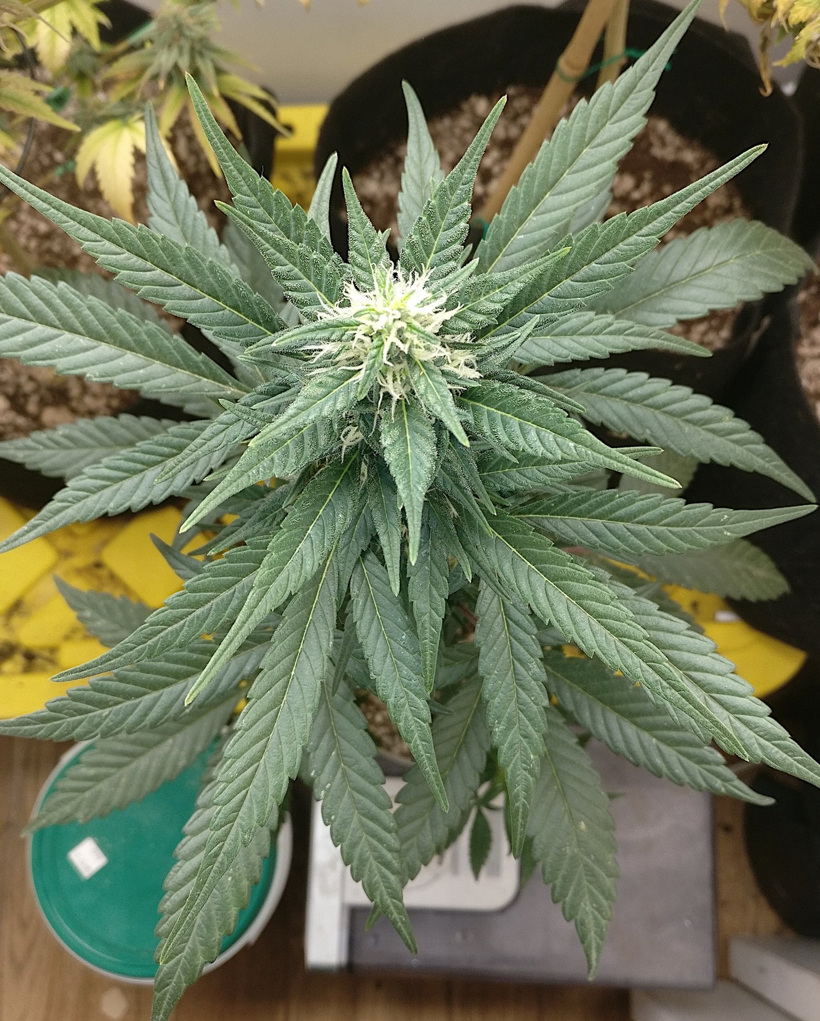 Cjb2