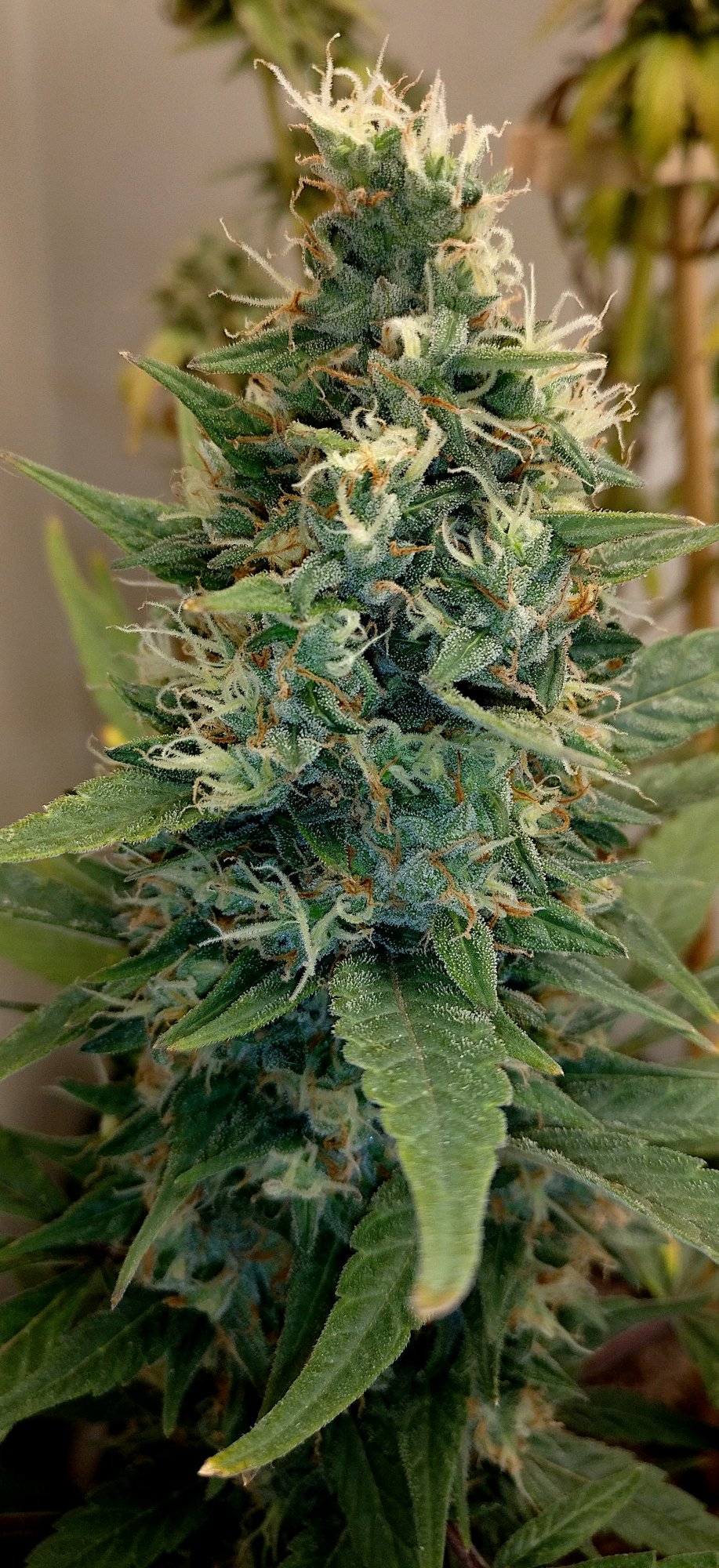 Cjb321
