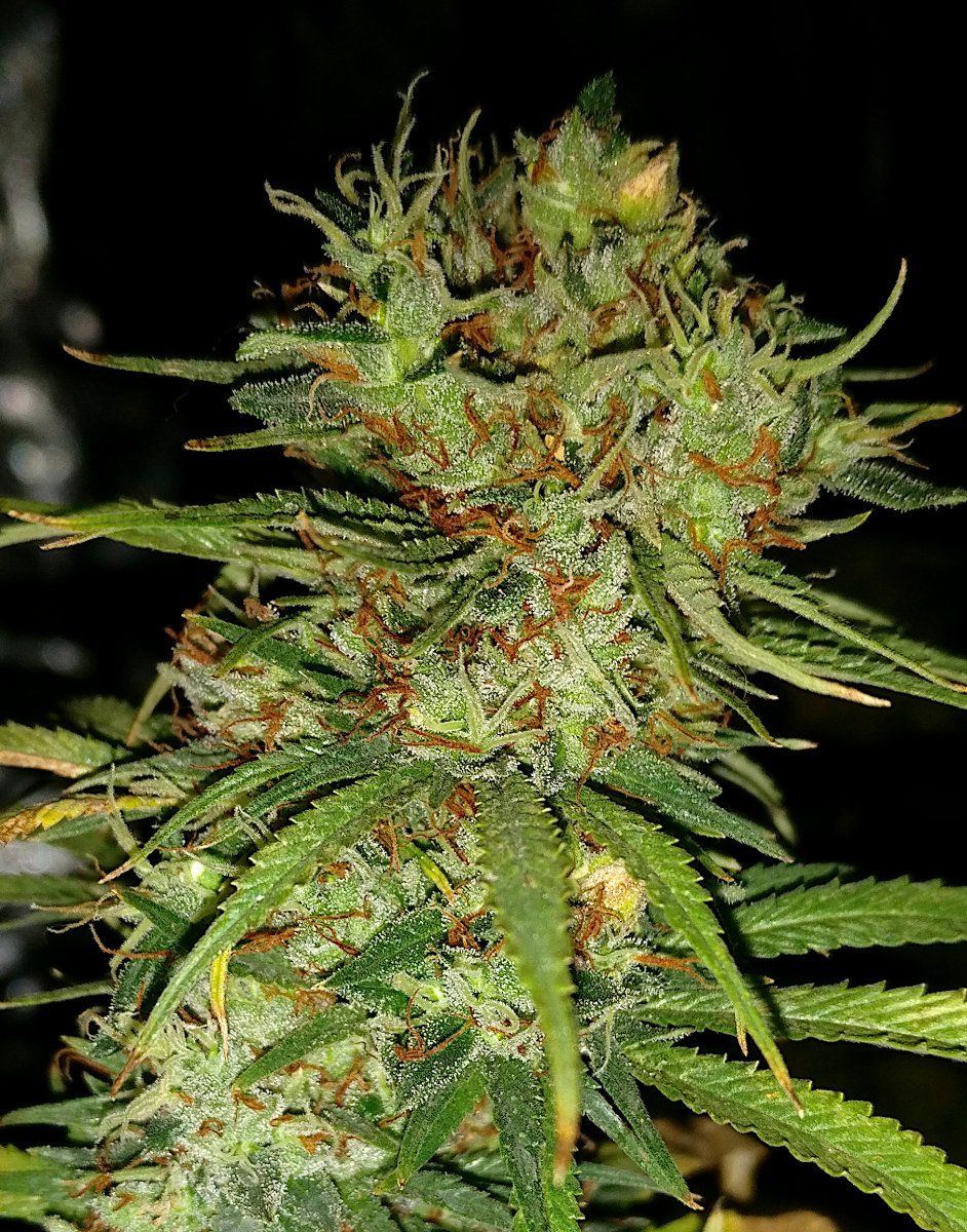 CJG3