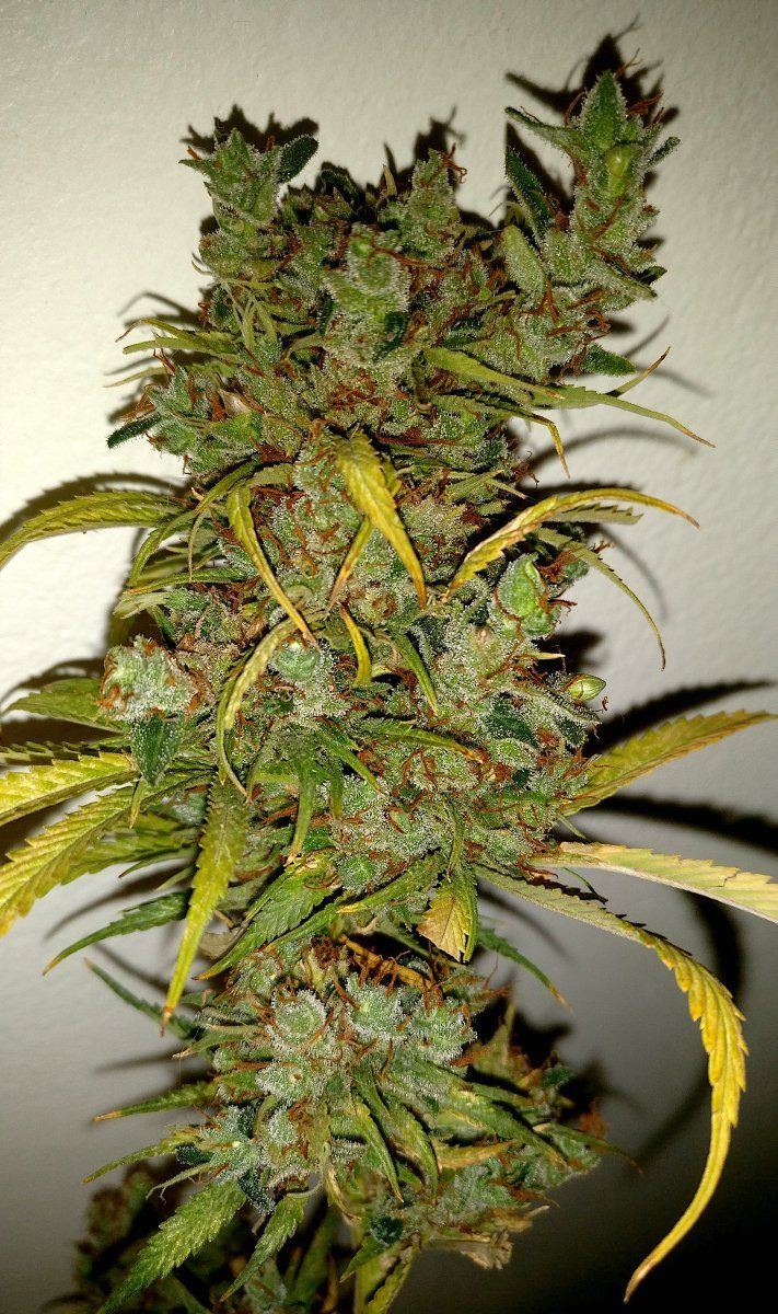CJG5