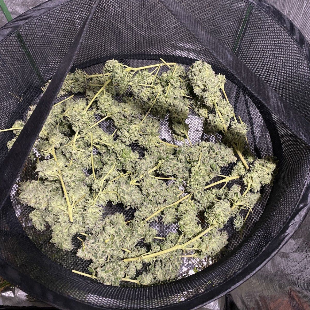 CK4