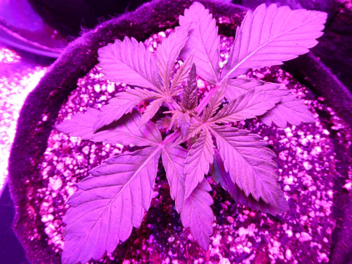 Cks purple kush  white cookies ledhid tent grow 3