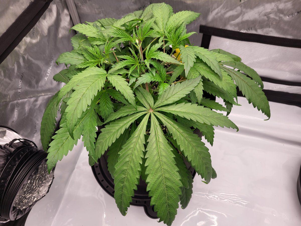 Clawing and low ec issues 3