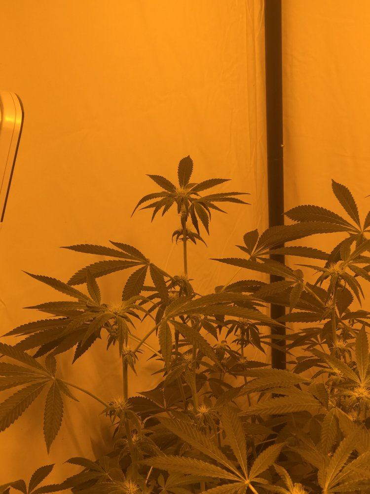 Clawing bud leaves only 21 days bloom please help 3