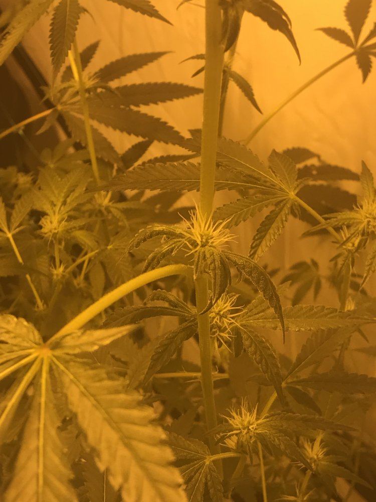 Clawing bud leaves only 21 days bloom please help 4