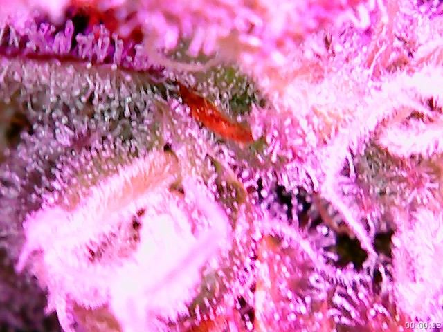Clip0003 0002