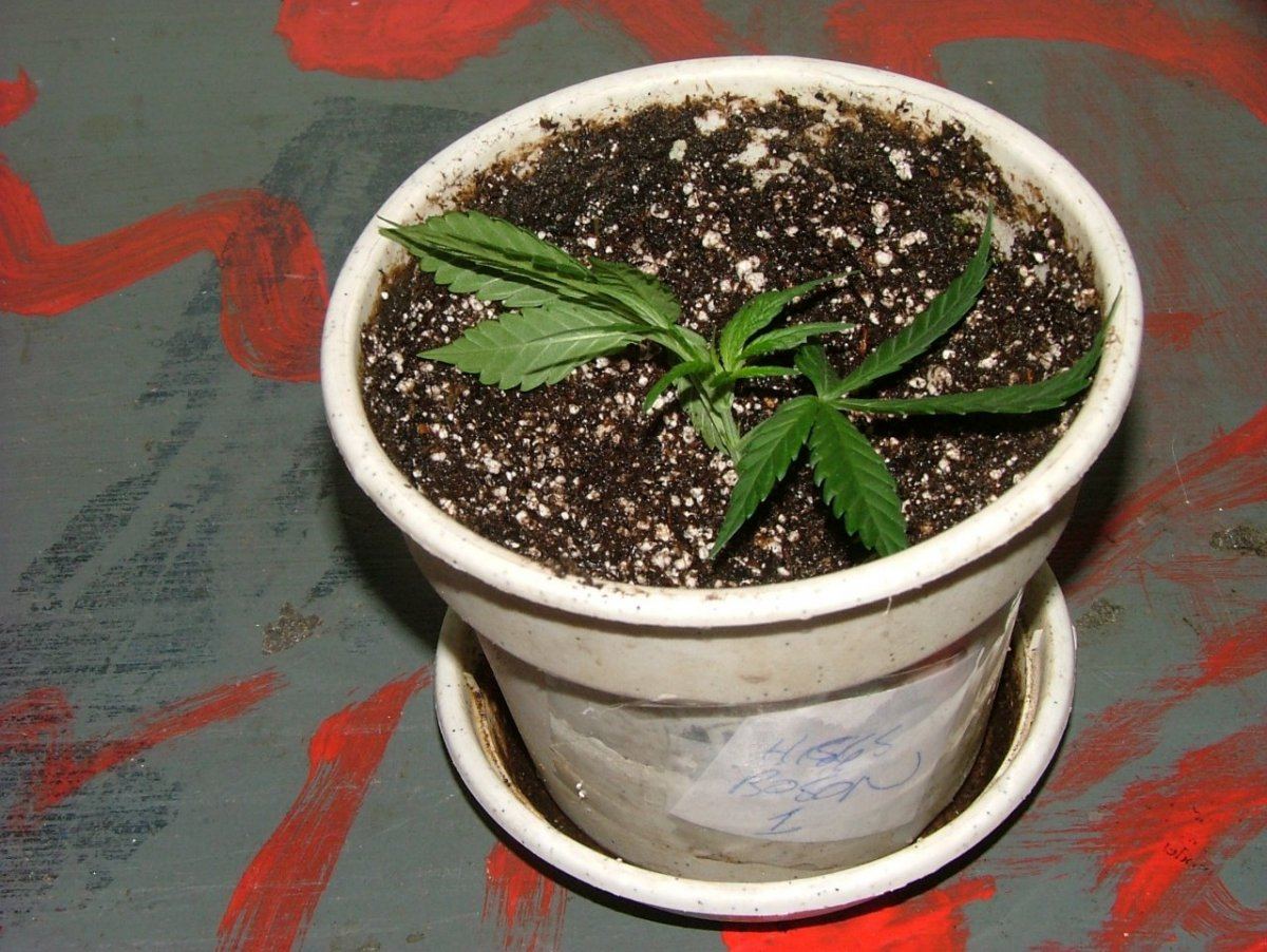 Clone 1
