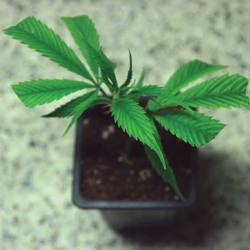 Clone 4