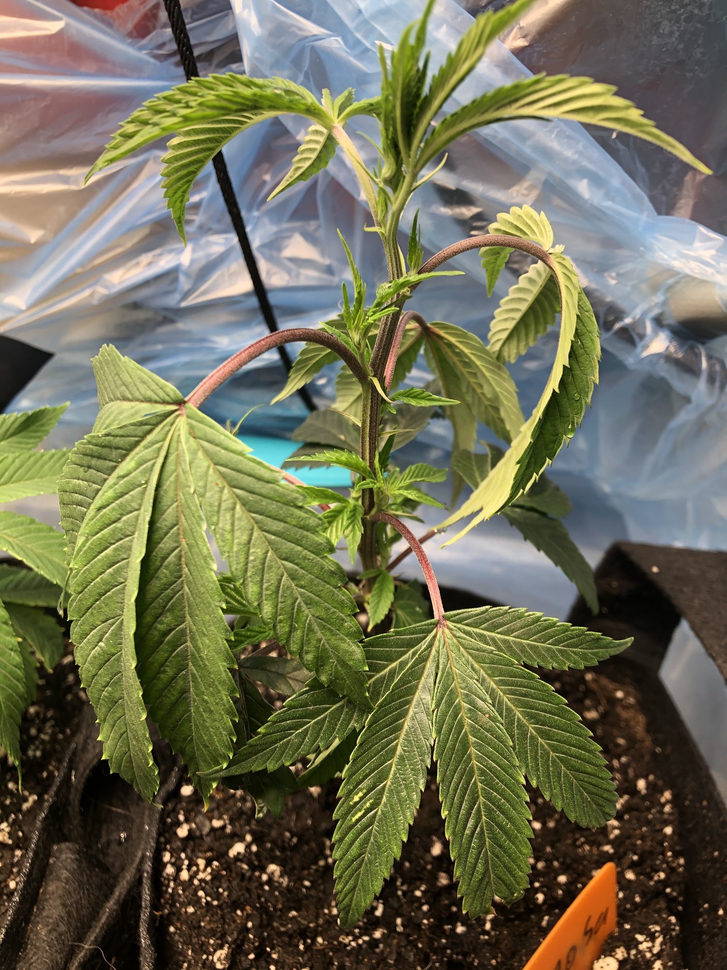 Clone drooping after transplant 2