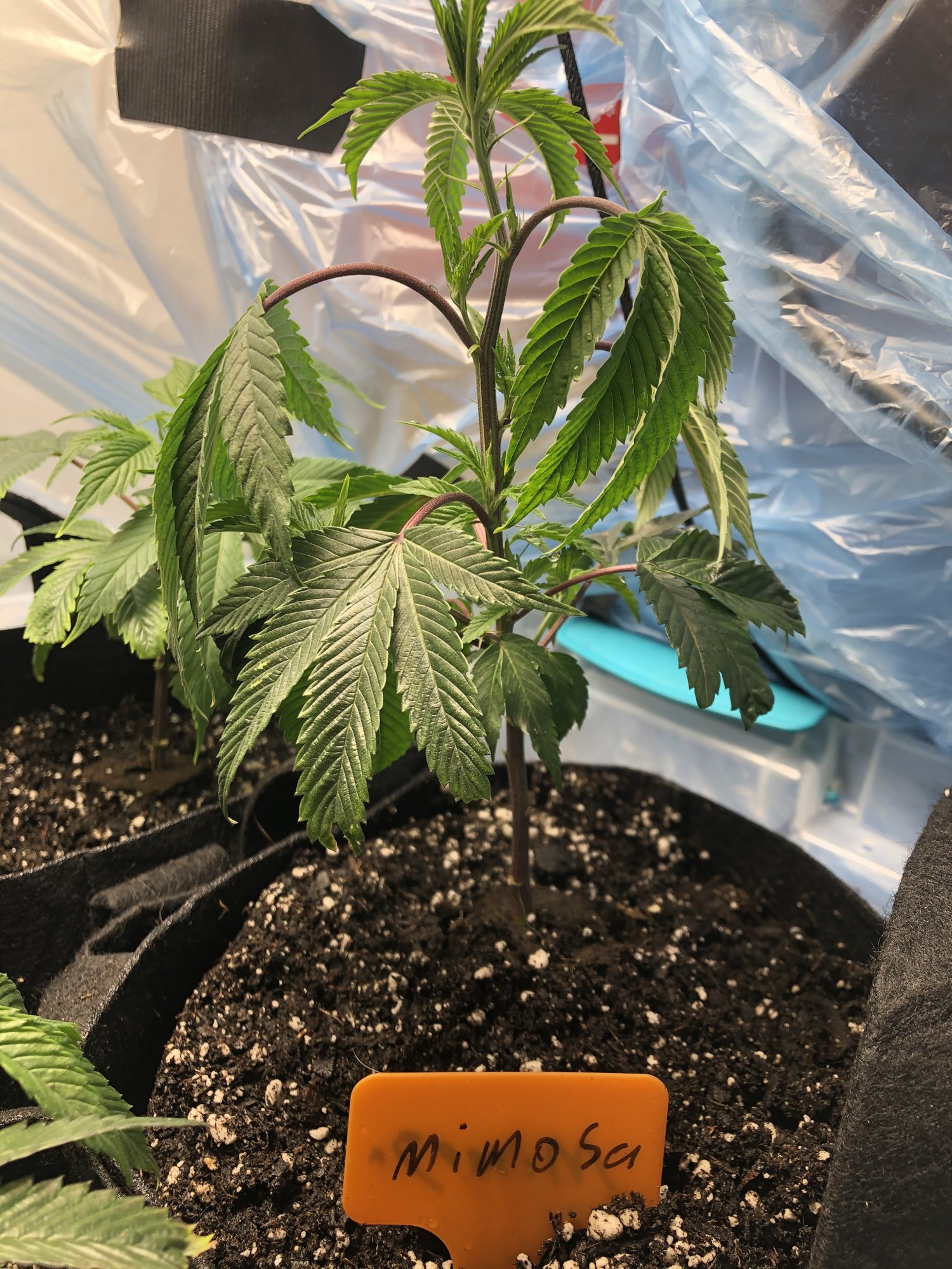Clone drooping after transplant
