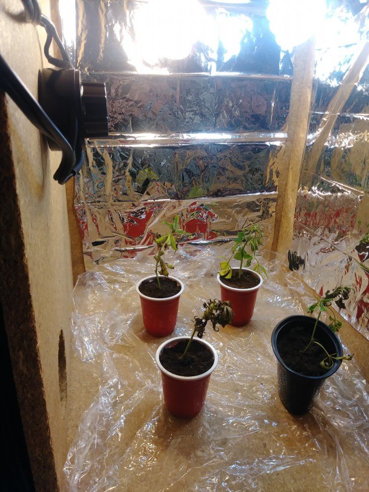Clone help for first timer 2