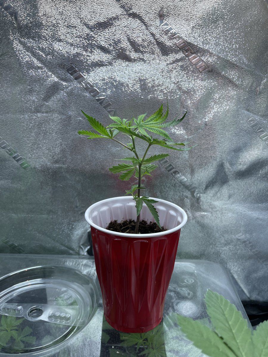 Clone help please thank you 3