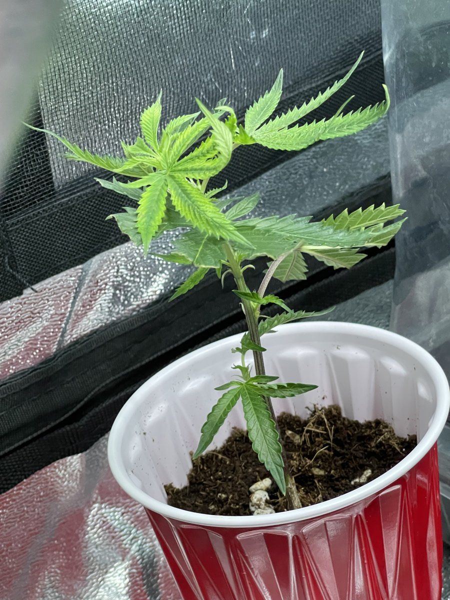 Clone help please thank you 4