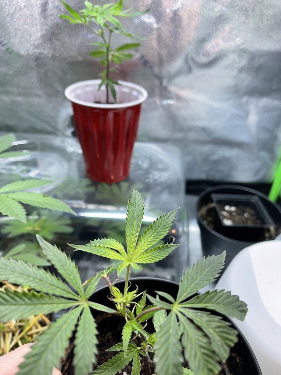 Clone help please thank you 5