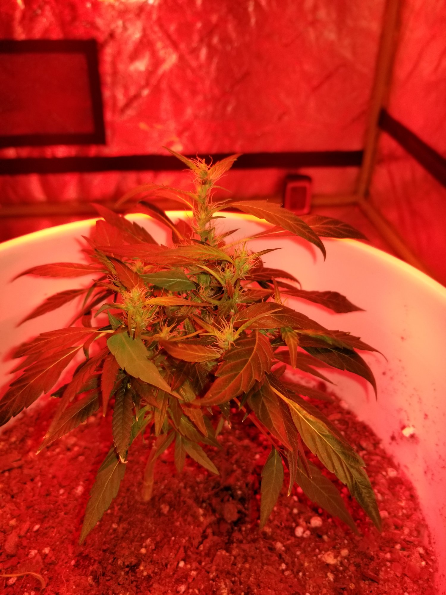 Clone is now showing flowers