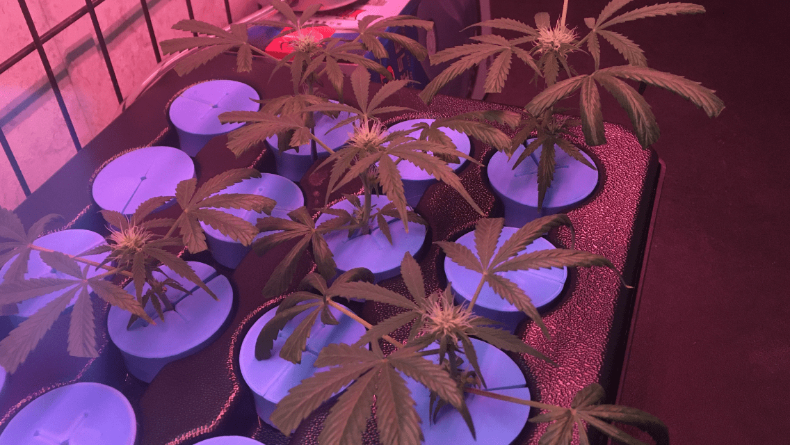 Clone issues 2