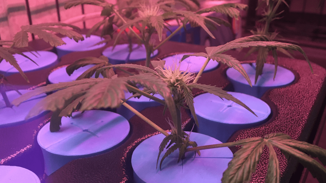Clone issues