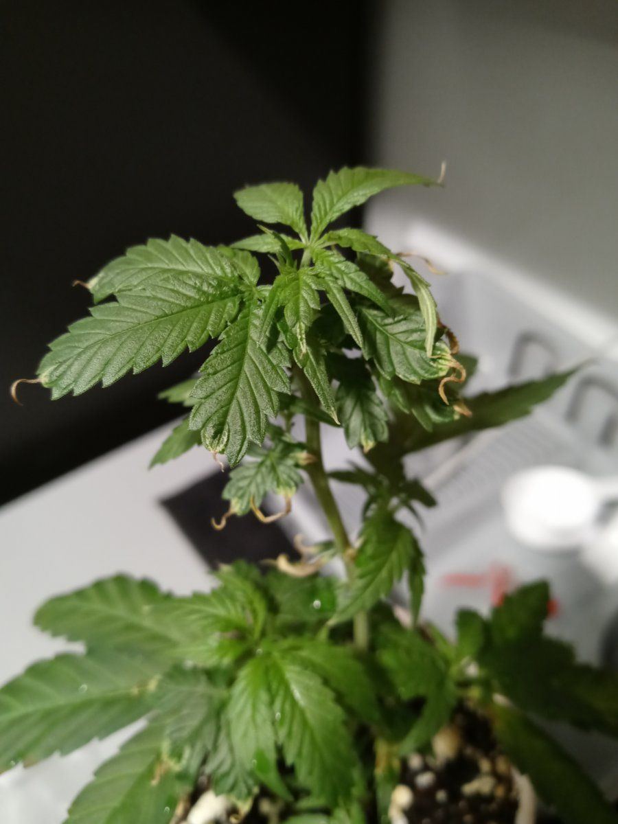 Clone leaves have tails bugs over dried 2