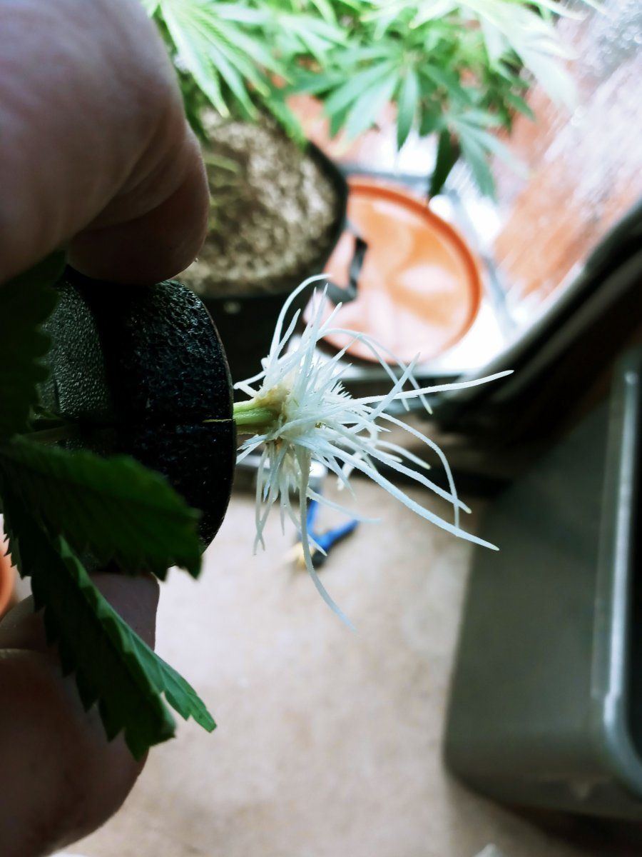 Clone with roots