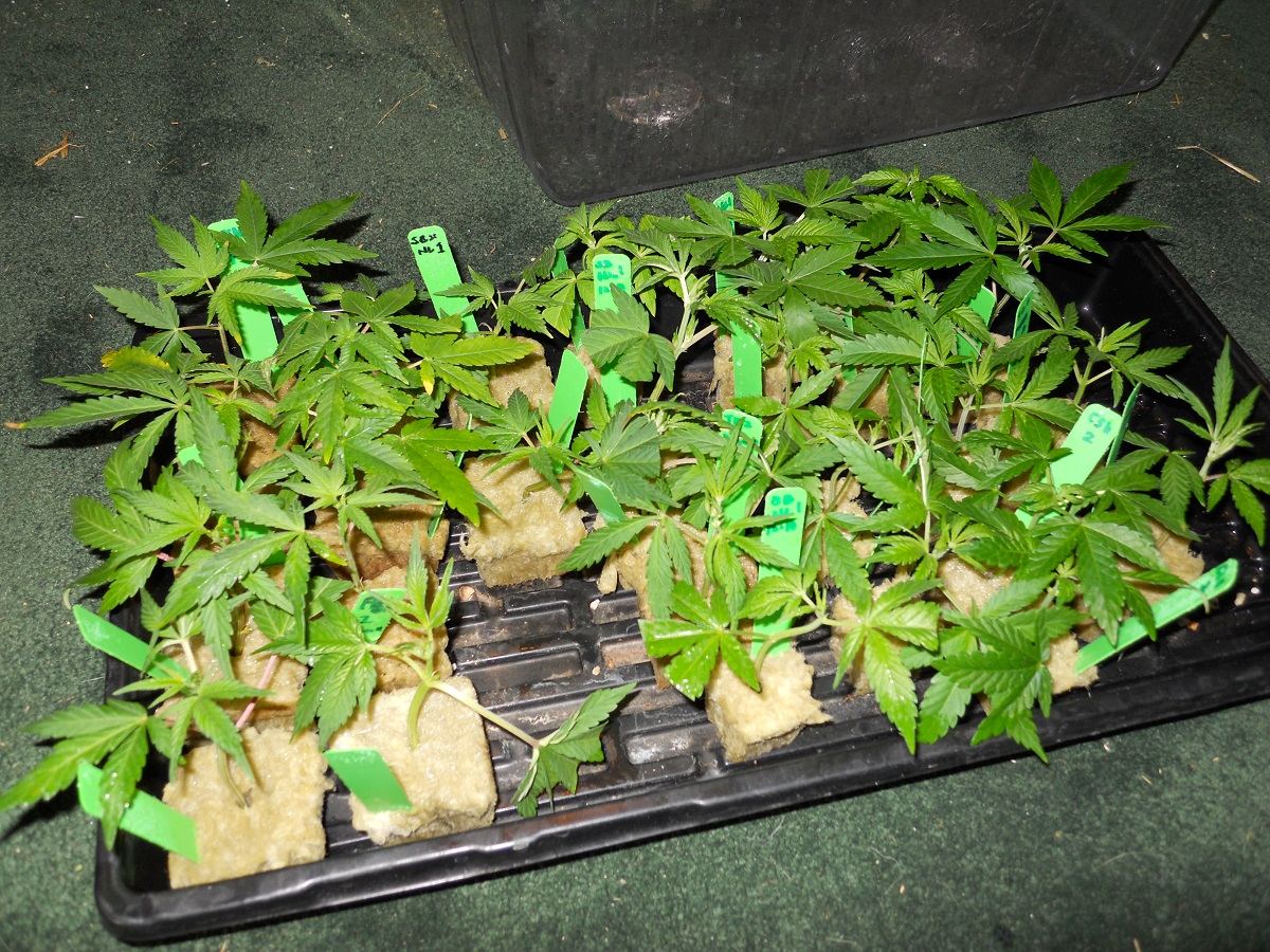 Clones 12 20
