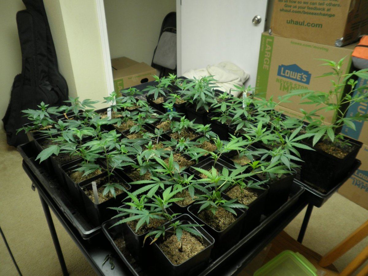 Clones 2