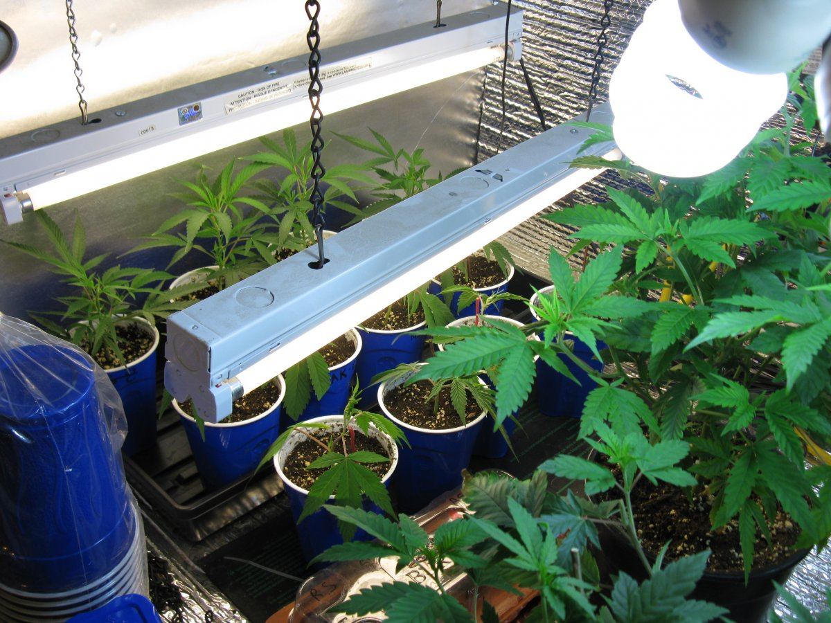 Clones at 88f