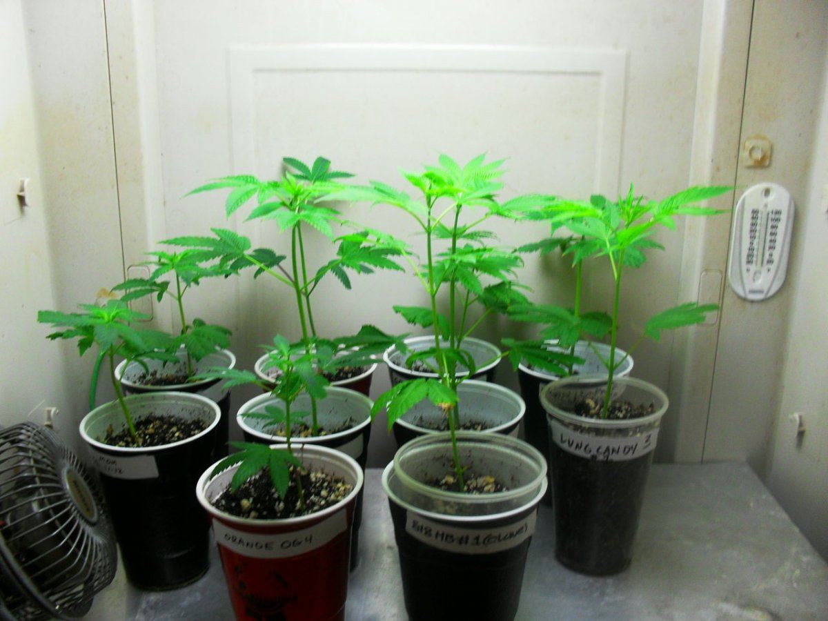 Clones chilling