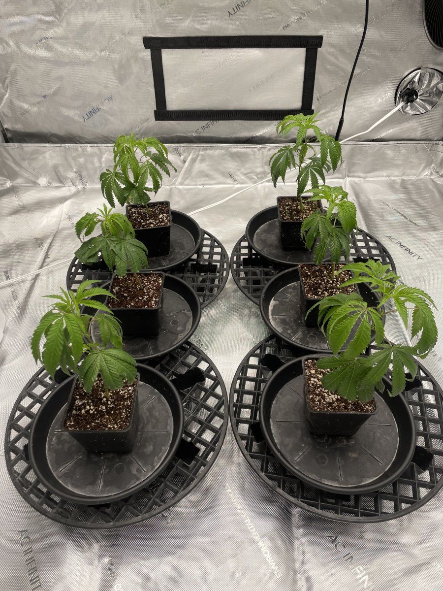 Clones droopy and taco curling after bringing clones 2