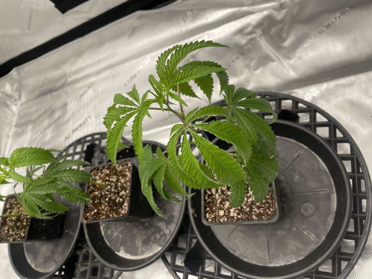 Clones droopy and taco curling after bringing clones 3