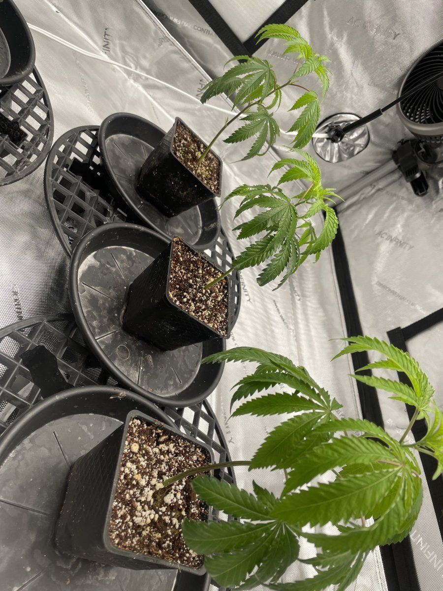 Clones droopy and taco curling after bringing clones 4