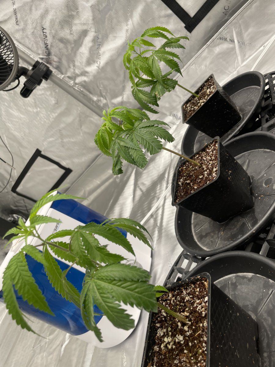Clones droopy and taco curling after bringing clones 5