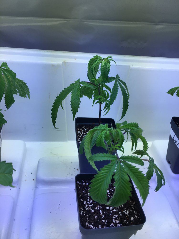 Clones dropping a bit normal or fixable 2