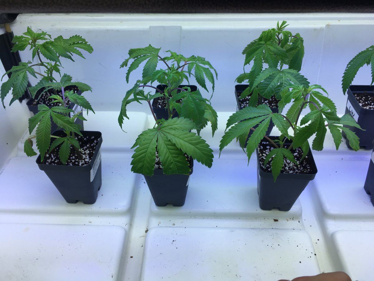 Clones dropping a bit normal or fixable 3