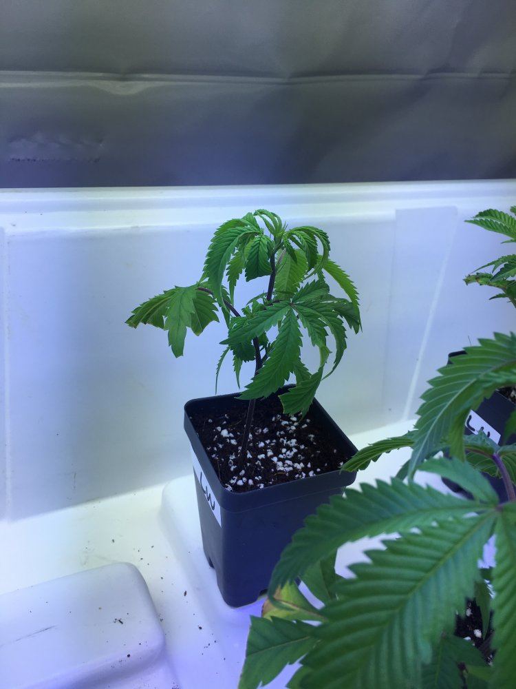 Clones dropping a bit normal or fixable