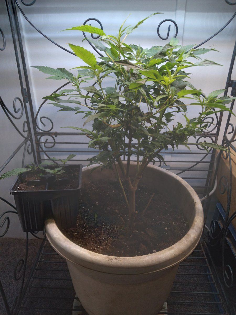 Clones from harvested females