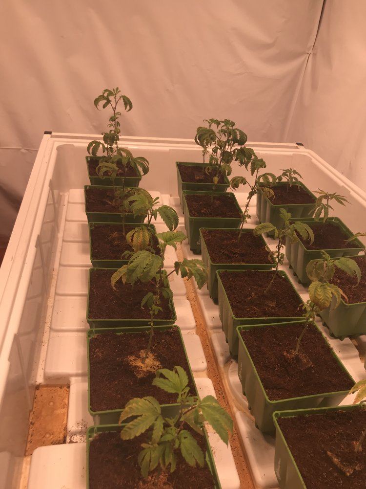 Clones in coco dying lost at what to do please help 3