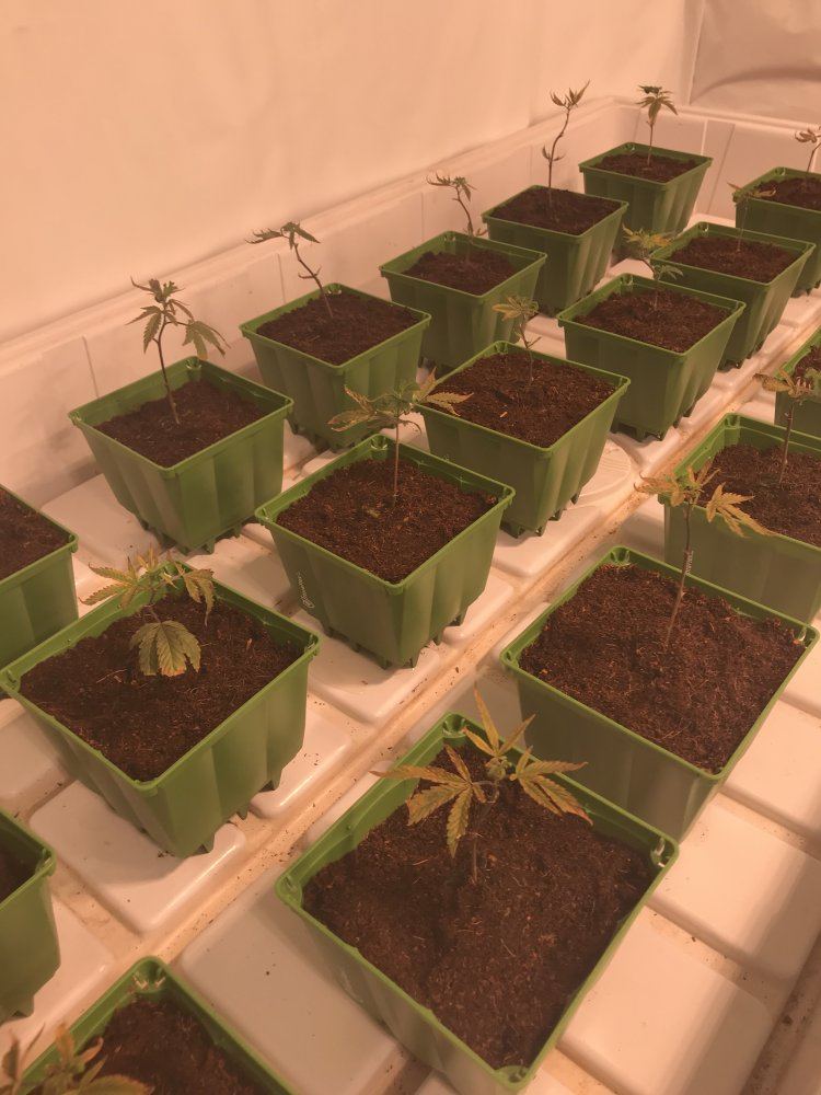Clones in coco dying lost at what to do please help 4