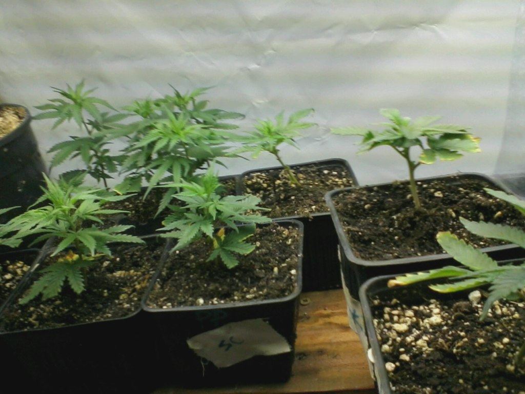 Clones