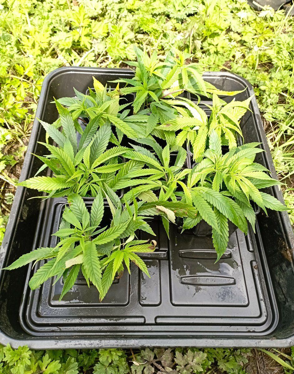 Clones